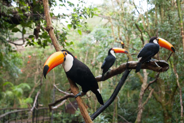 Tucanos no Parque das Aves